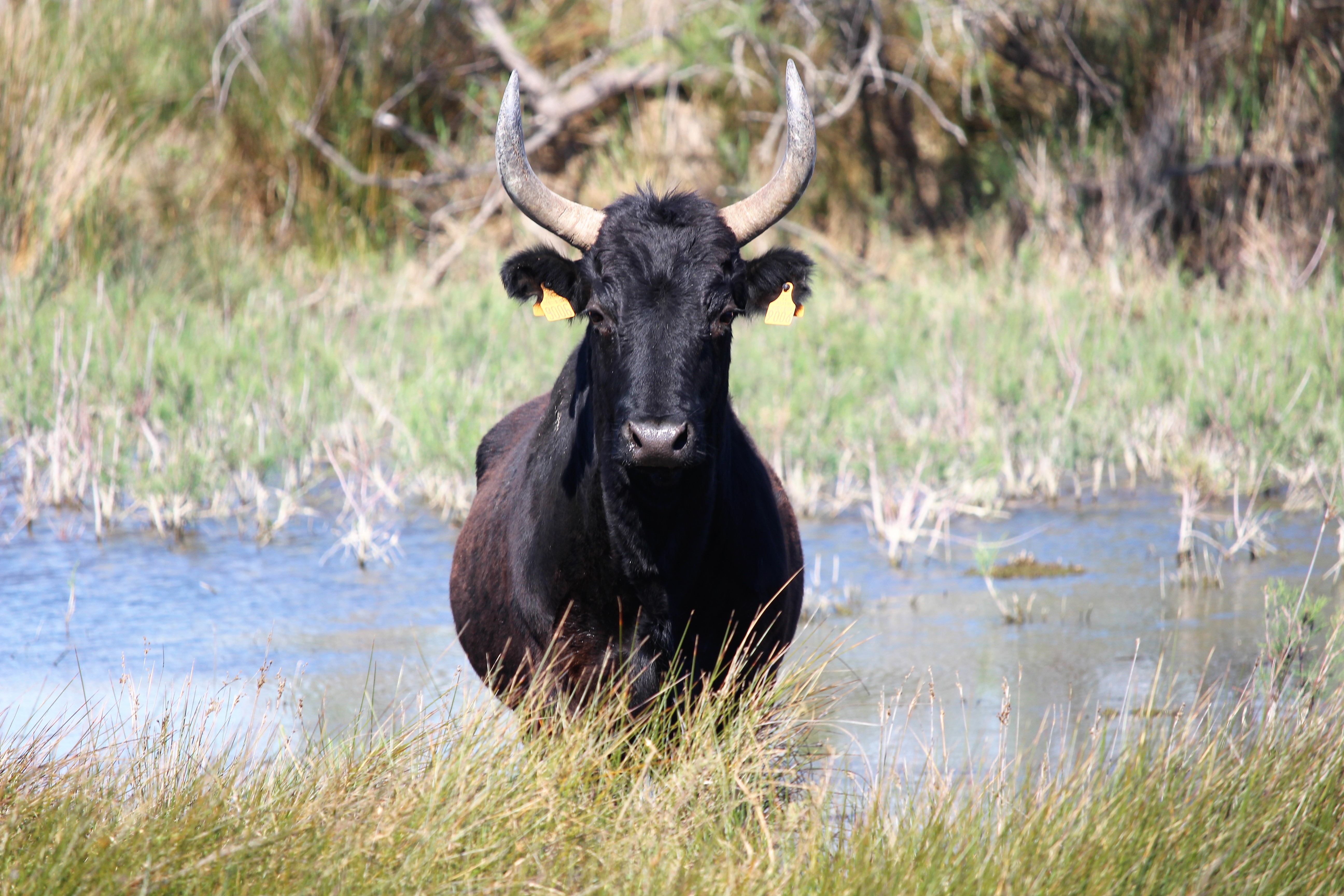 Taureau de camargue