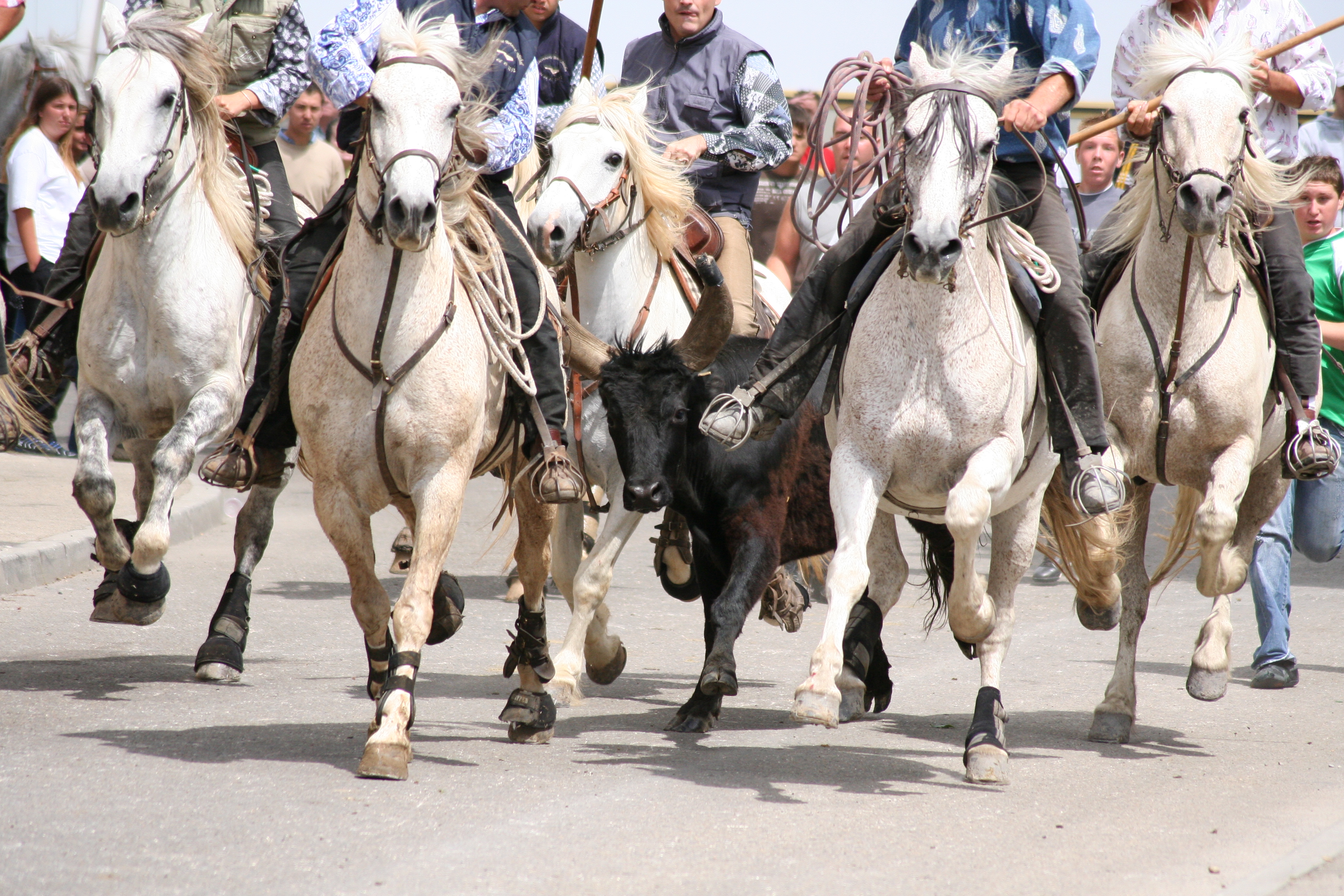 Abrivado - Carialon