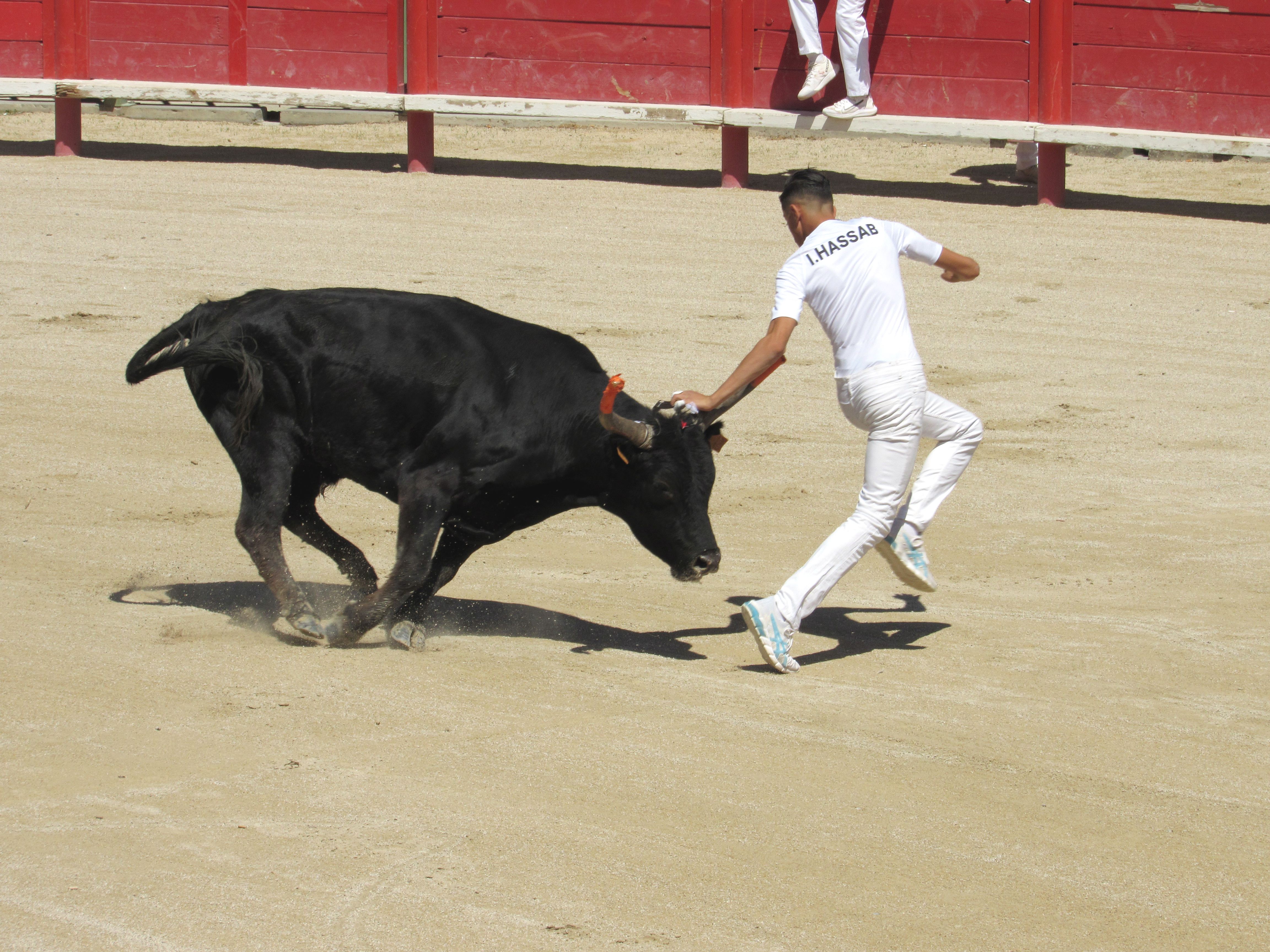 Camargue race