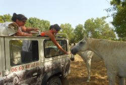 wild Camargue