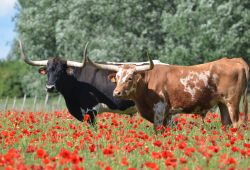longhorn ranch