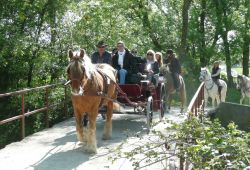 Camargue in the past