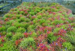 tillandsia le cailar
