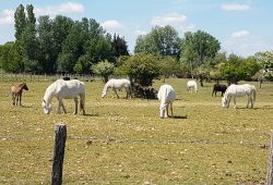The Camargue carriages, the cailar