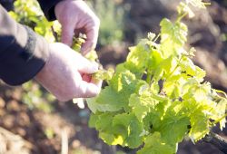 domaine hivernaty aimargues