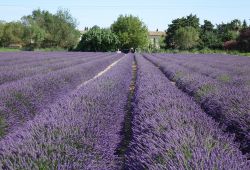 Un Mas en Provence Bellegarde