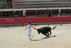 Camargue race