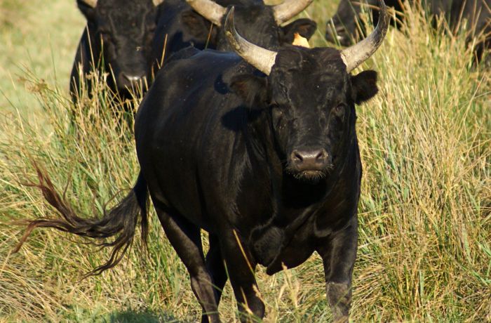 taureau de camargue