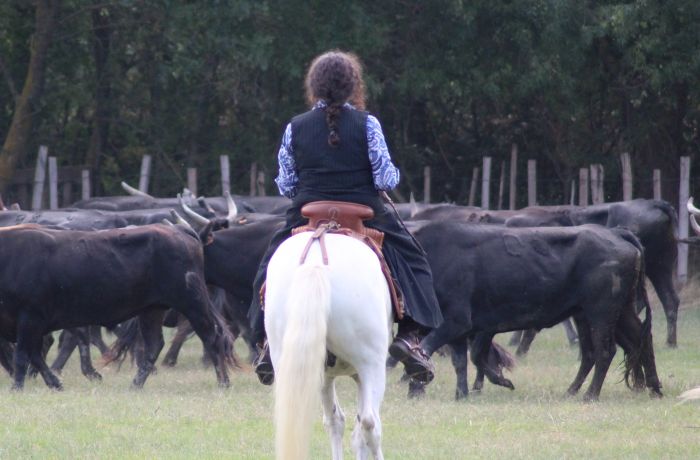 chevaux et taureaux de camargue