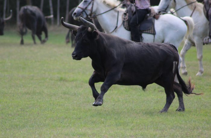 taureau camargue