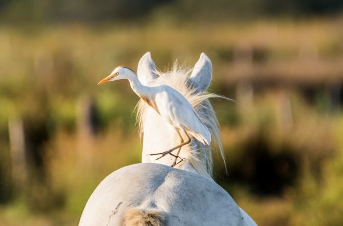 chevaux et héron