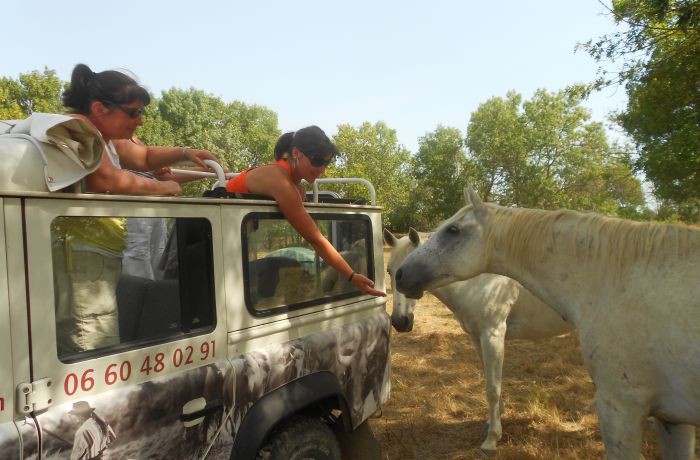 wild Camargue