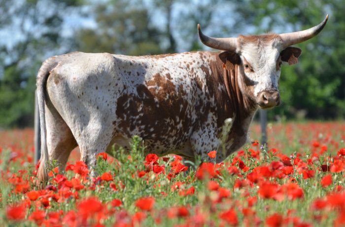 longhorn ranch
