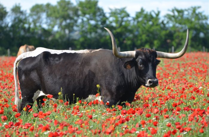 longhorn ranch