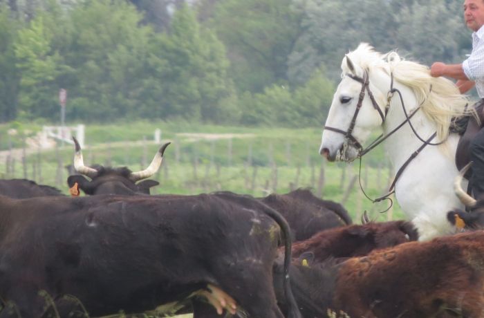 Felix herd
