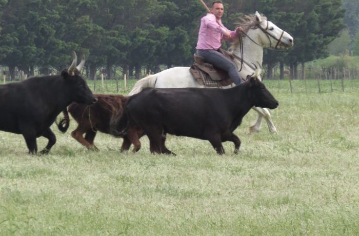 Felix herd
