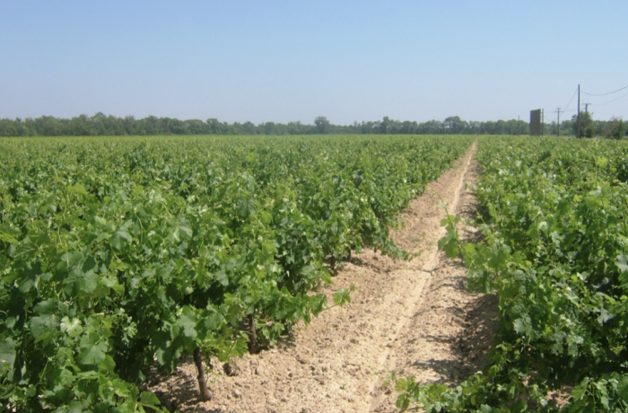 domaine de valescure aimargues