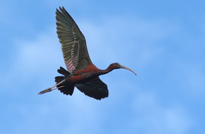 ibis falcinelle