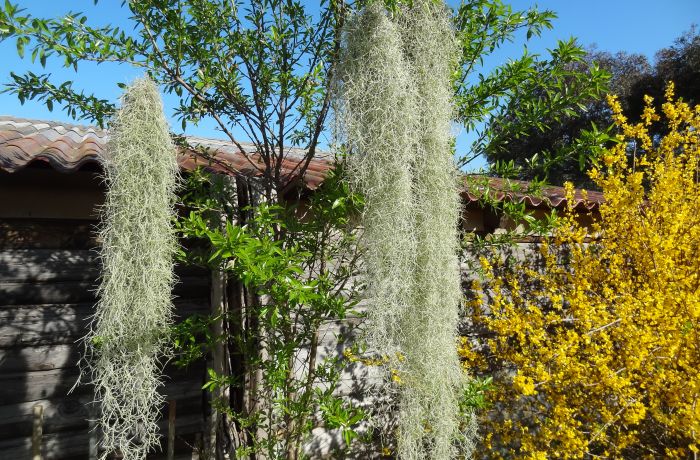 tillandsia le cailar