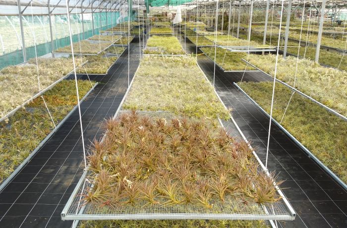 tillandsia le cailar