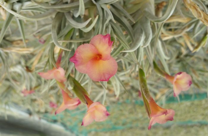 tillandsia le cailar