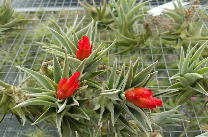 tillandsia le cailar