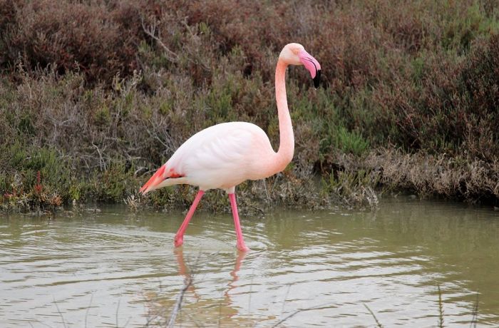 pink flamingo