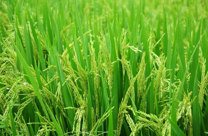 riz de Camargue