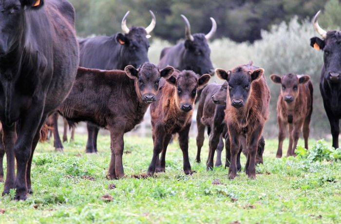 taureaux camargue