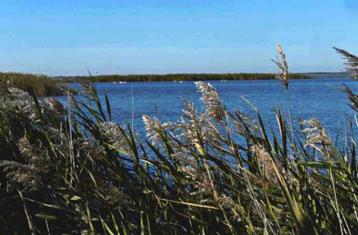 camargue