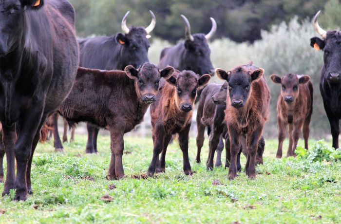 taureaux camargue