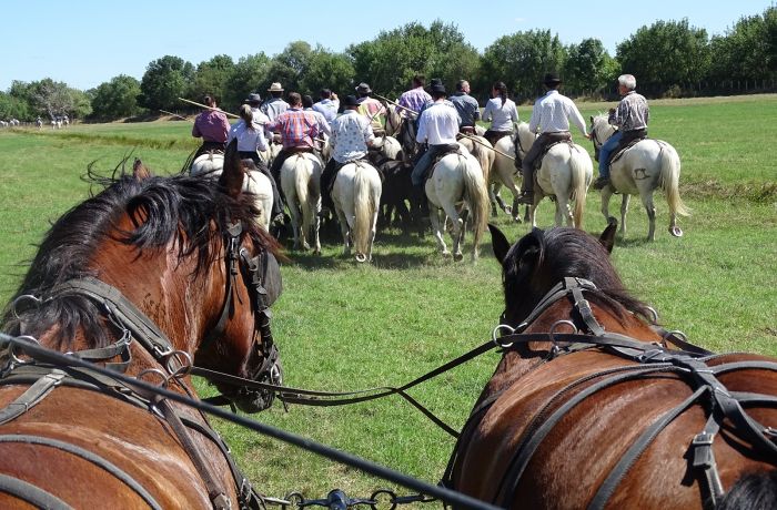 camargue carriages