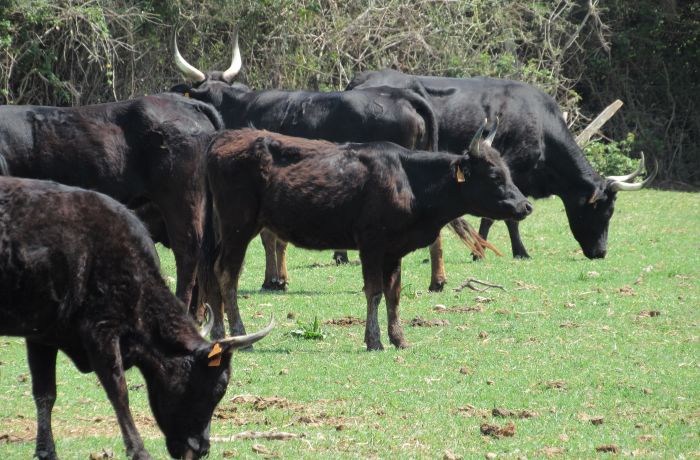 camargue bulls