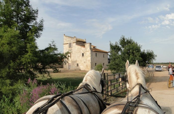 camargue carriages