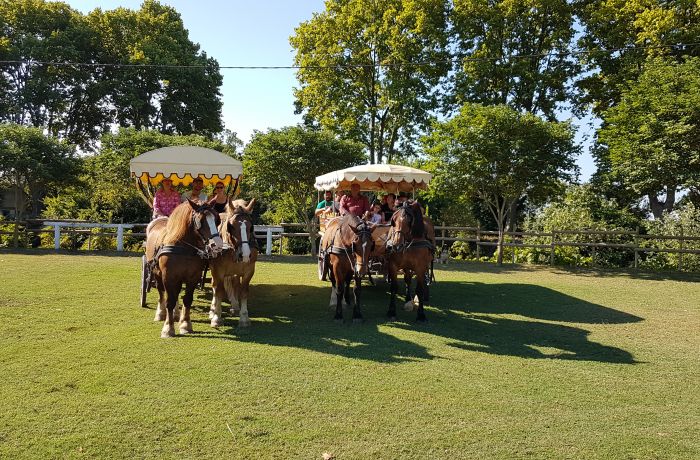 the Camargue horse-drawn carriages of Le Cailar