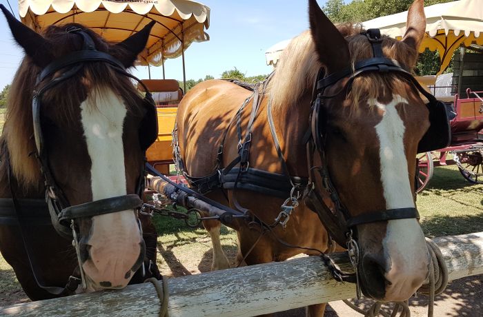 the Camargue horse-drawn carriages of Le Cailar