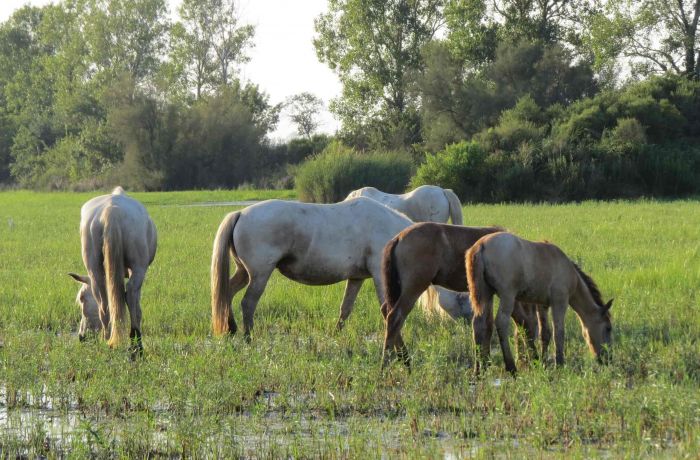 Camargue horses