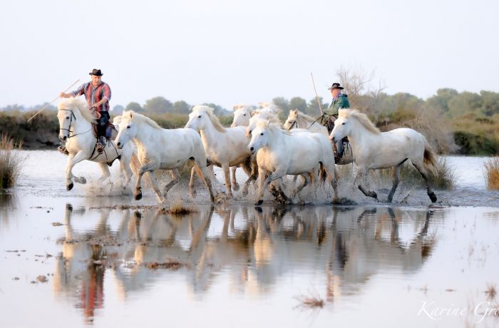 Camargue Gardoise