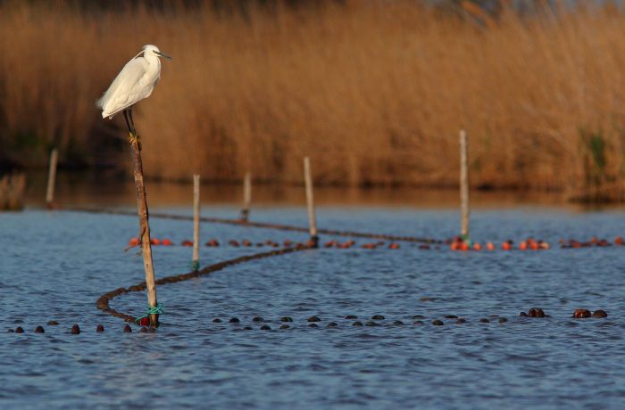 Camargue Gardoise