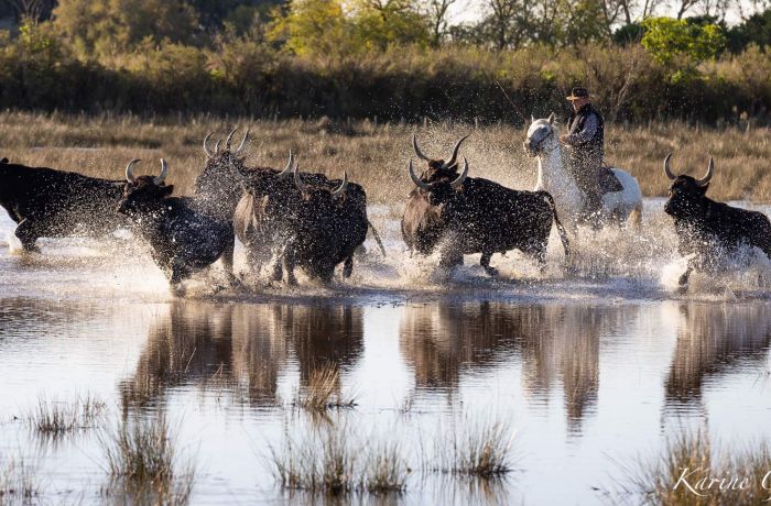 Camargue Gardoise