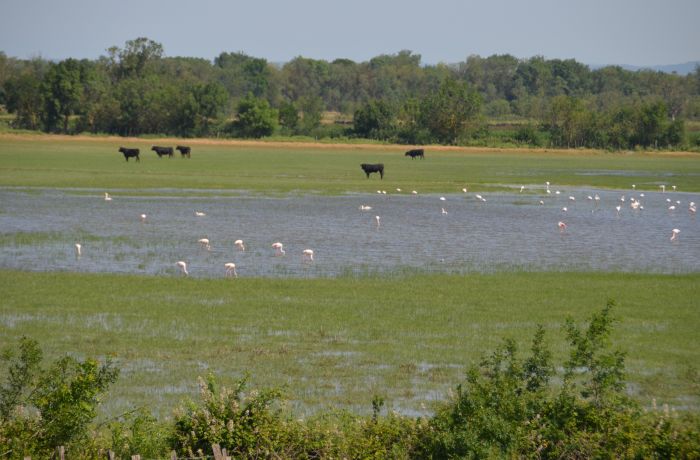 camargue of yesteryear 4x4 franquevaux