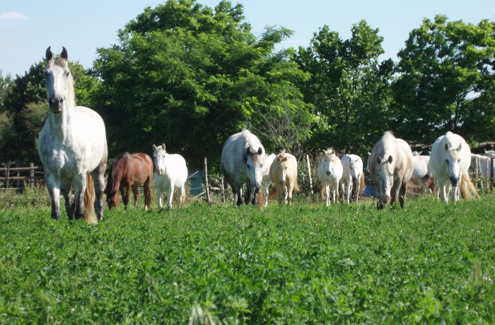 Camargue horseback riding with Théo Beauvoisin