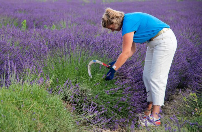 Un mas en Provence bellegarde