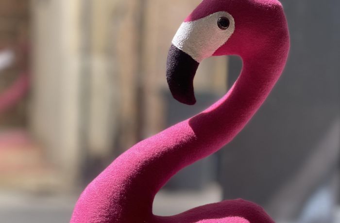 flamant rose