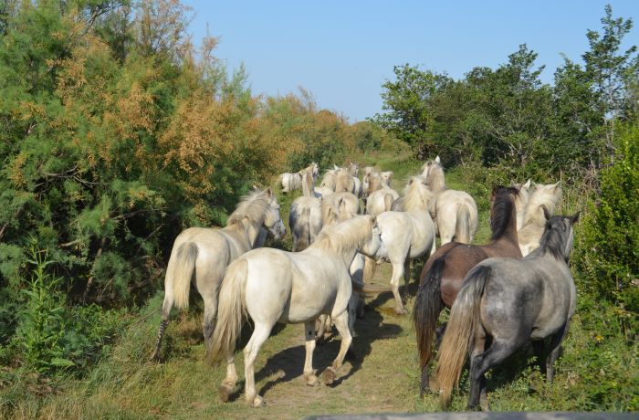 camargue d'antan 4x4 franquevaux