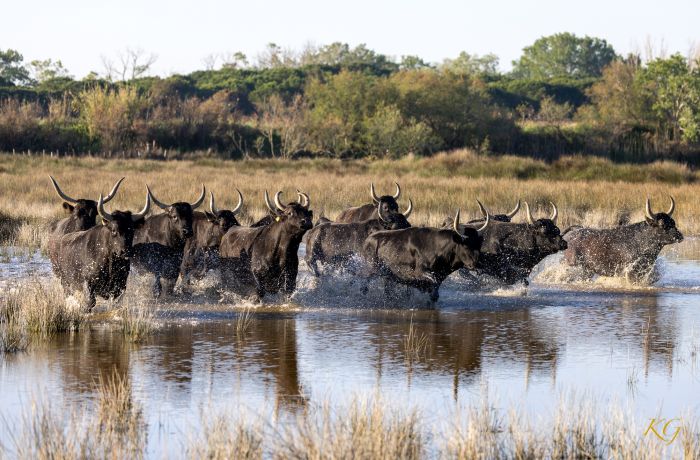 Saint Louis Montcalm ranch