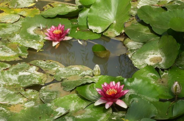 Centre du Scamandre gallician