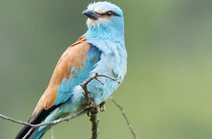 Centre du Scamandre gallician