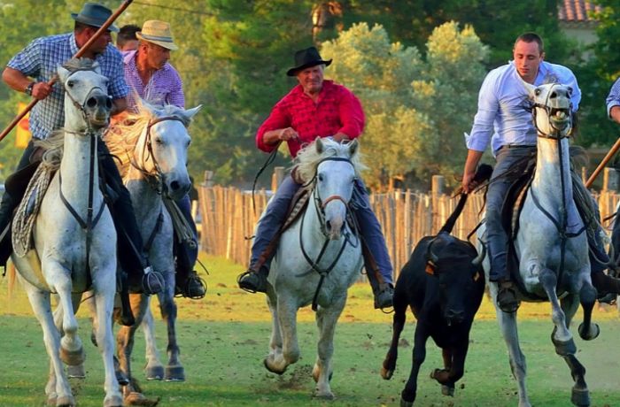 Saint Louis Montcalm herd