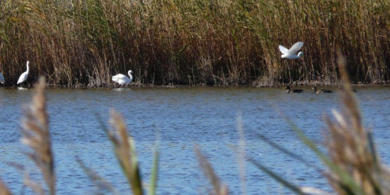 étangs camargue
